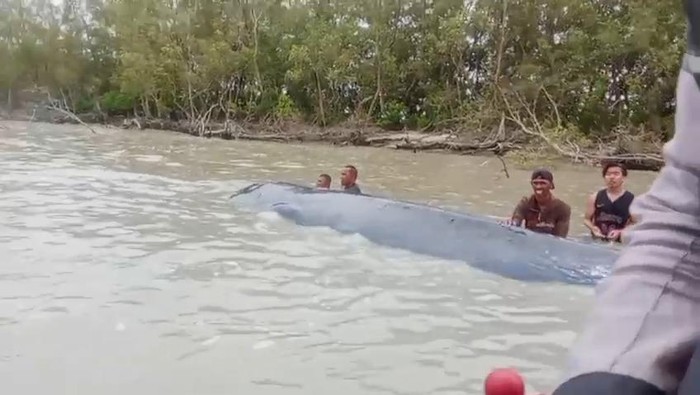 Tangkap layar warga yang mencoba evakuasi paus